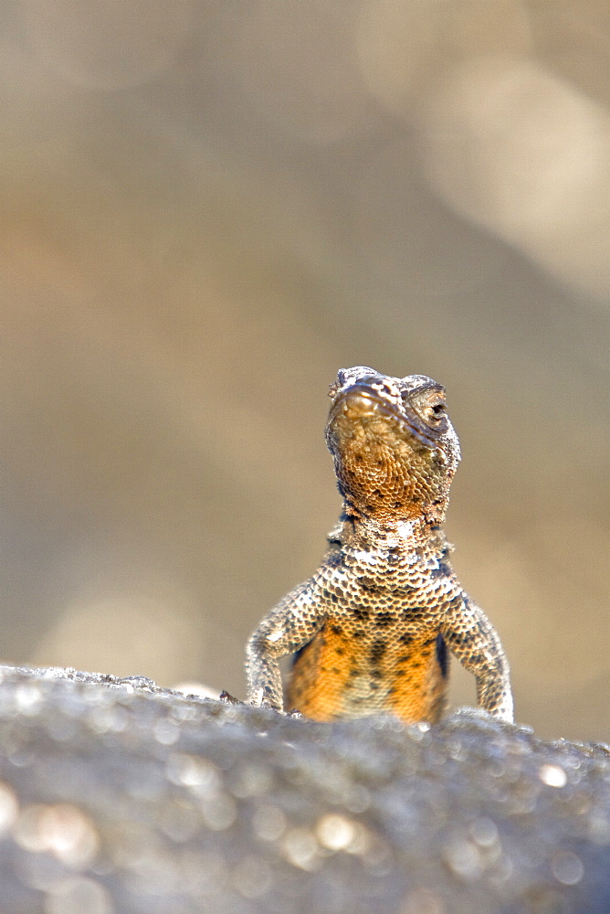 Lava lizard (Microlophus spp) in the Galapagos Island Archipeligo. Many of the islands within the Galapagos Island Archipeligo have their own endemic species.