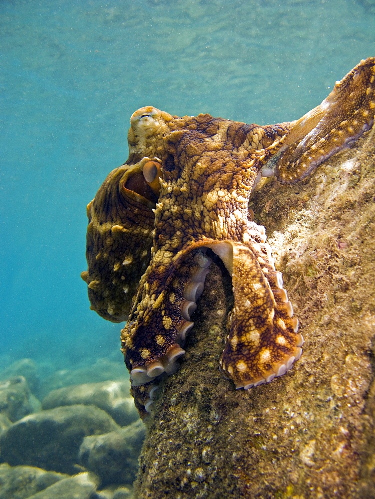 An adult day or Cyanea octopus (Octopus cyanea) changing color and texture in the marine preserve at Honolua Bay on the northwest side of Maui, Hawaii, USA. Pacific Ocean