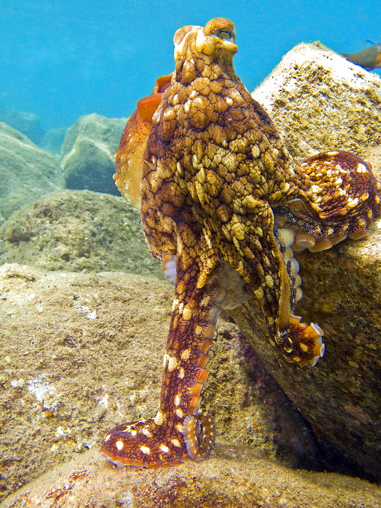 An adult day or Cyanea octopus (Octopus cyanea) changing color and texture in the marine preserve at Honolua Bay on the northwest side of Maui, Hawaii, USA. Pacific Ocean