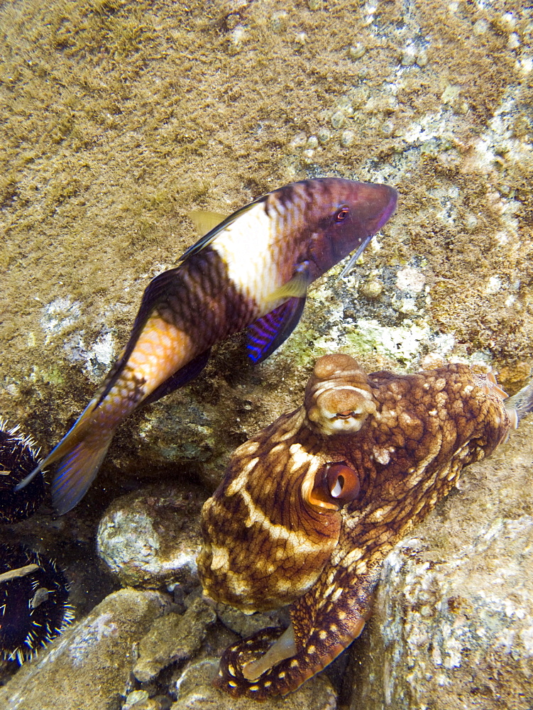 An adult day or Cyanea octopus (Octopus cyanea) changing color and texture in the marine preserve at Honolua Bay on the northwest side of Maui, Hawaii, USA. Pacific Ocean