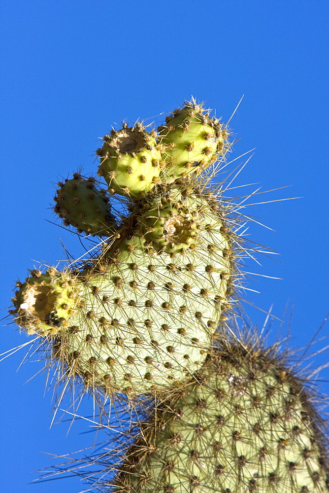 Intruiging and whimsical shapes and patterns in the giant Opuntia cactus (Opuntia echios) of the Galapagos Island Group. This cacti is endemic to the Galapagos Islands.