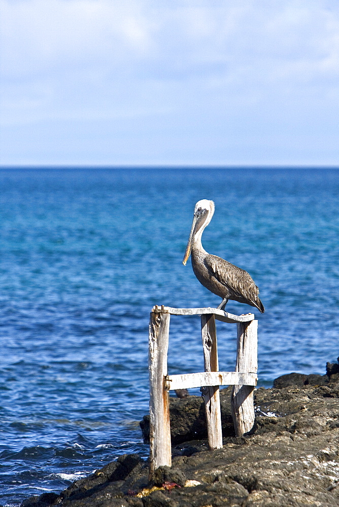 Adult brown pelican (Pelecanus occidentalis) on Cerro Dragon Island in the Galapagos Island Group, Ecuador. Pacific Ocean.