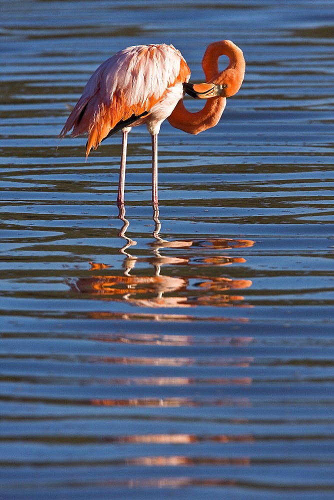 Greater flamingo (Phoenicopterus ruber) foraging for small pink shrimp (Artemia salina), Galapagos Island Archipelago, Ecuador