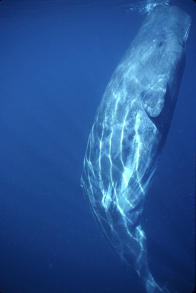 Sperm Whale, Physeter macrocephalus, calf, vertical underwater in northern Gulf of California, Mexico
