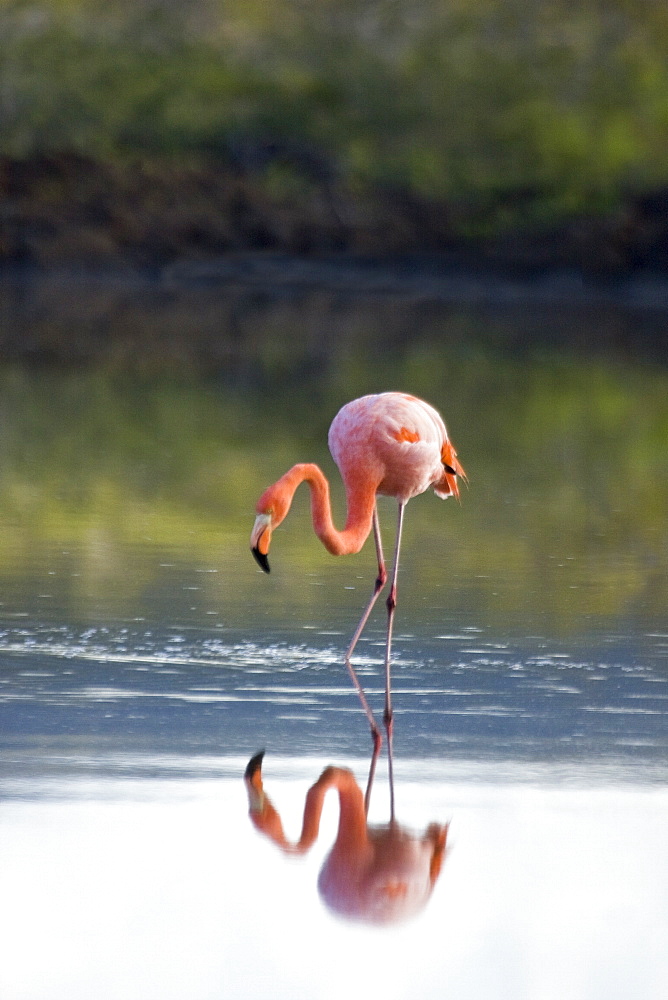 Greater flamingo (Phoenicopterus ruber) foraging for small pink shrimp (Artemia salina) in lagoon near Punta Cormorant on Floreana Island in the Galapagos Island Archipelago, Ecuador