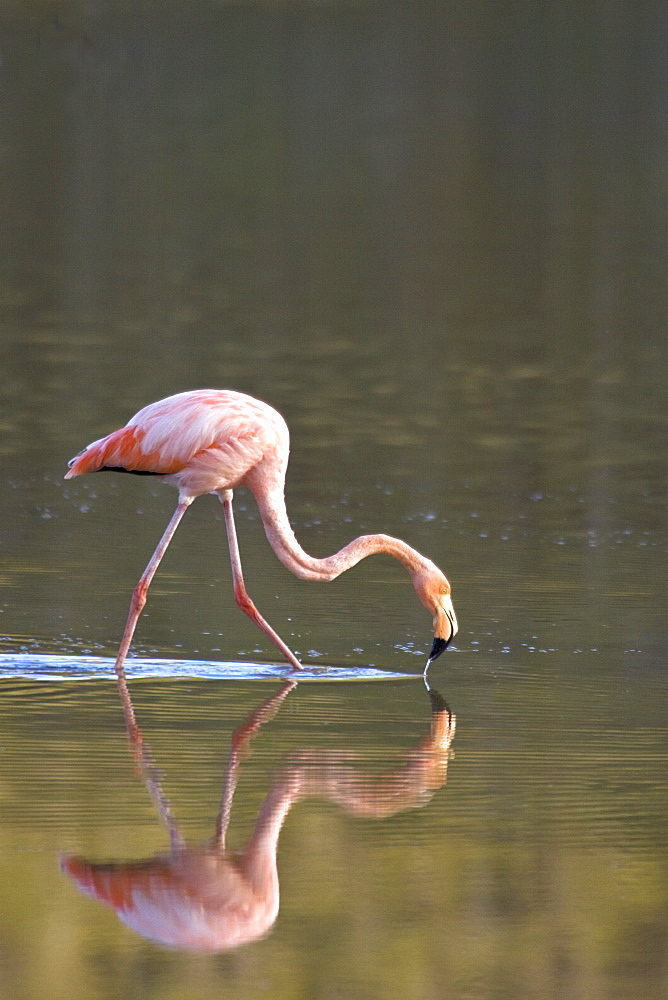 Greater flamingo (Phoenicopterus ruber) foraging for small pink shrimp (Artemia salina), Galapagos Island Archipelago, Ecuador