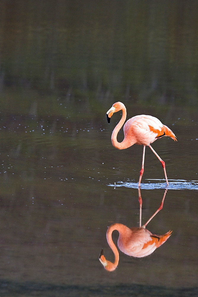 Greater flamingo (Phoenicopterus ruber) foraging for small pink shrimp (Artemia salina), Galapagos Island Archipelago, Ecuador