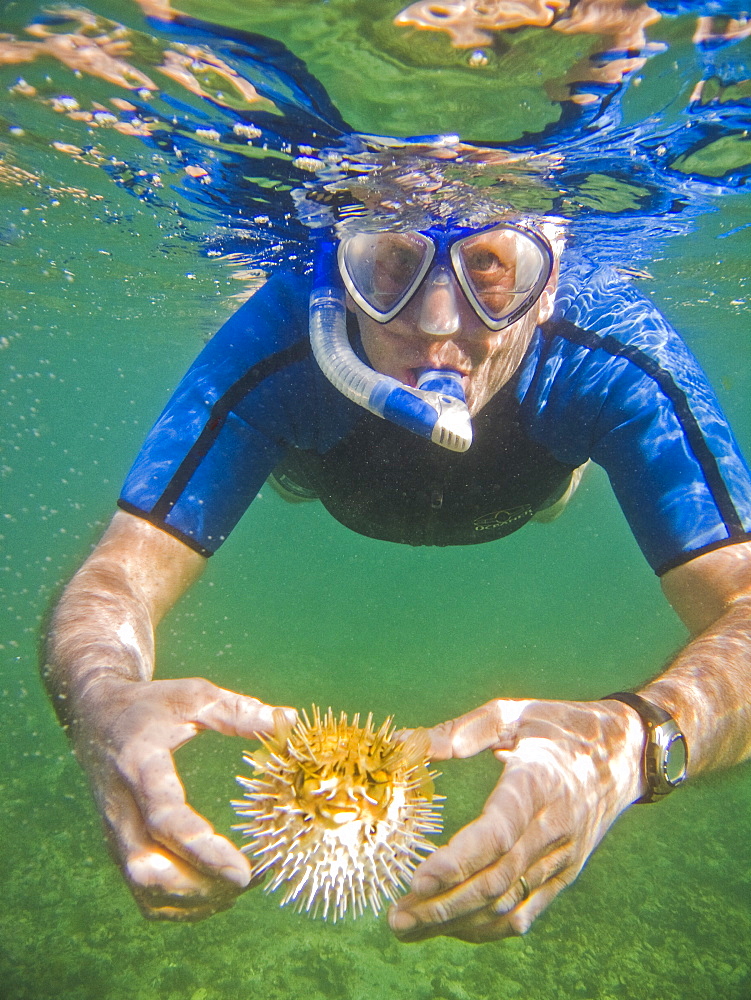 A snorkeler with a young balloonfish (Diodon holocanthus) puffed up in a state of agitation on Isla Monseratte in the lower Gulf of California (Sea of Cortez), Baja California Sur, Mexico.