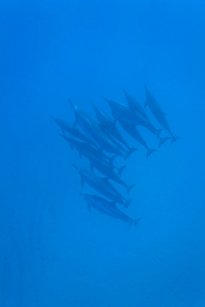 Hawaiian Spinner Dolphin pod (Stenella longirostris) underwater in Honolua Bay off the northwest coast of Maui, Hawaii, USA, Pacific Ocean