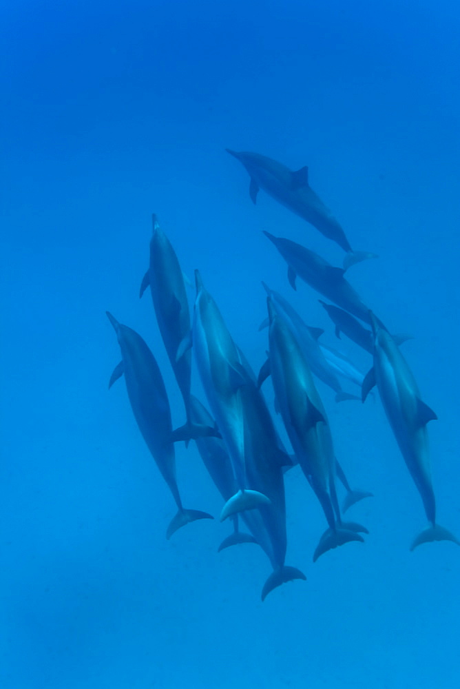 Hawaiian Spinner Dolphin pod (Stenella longirostris) underwater in Honolua Bay off the northwest coast of Maui, Hawaii, USA, Pacific Ocean