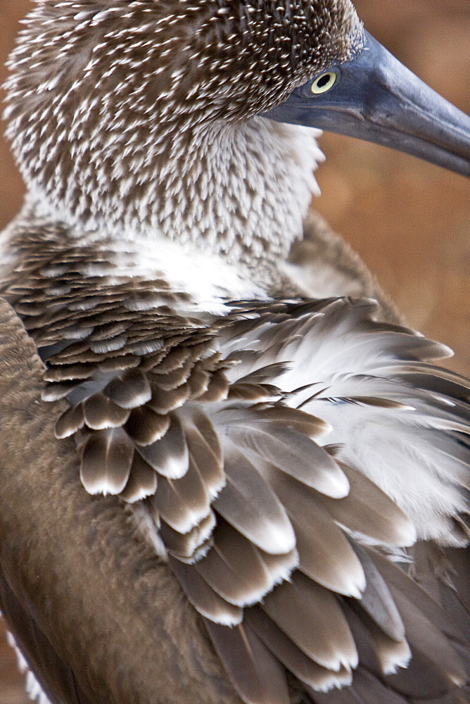 Blue-footed booby (Sula nebouxii) close-up in the Galapagos Island Group, Ecuador. The Galapagos are a nesting and breeding area for blue-footed boobies.