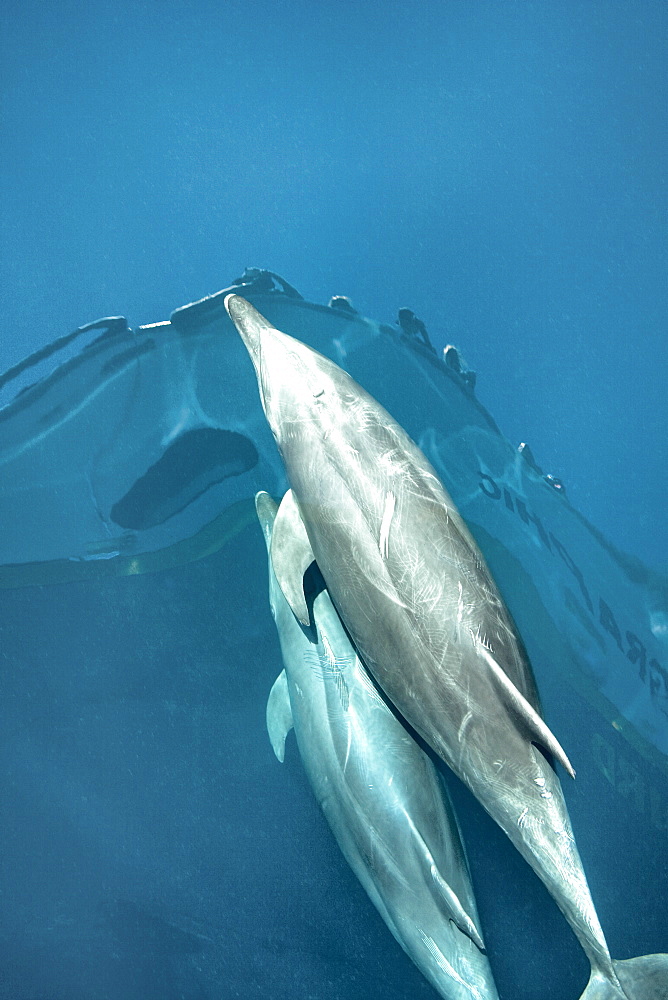 Offshore type bottlenose dolphins (Tursiops truncatus) surfacing in the midriff region of the Gulf of California (Sea of Cortez), Baja California Norte, Mexico.