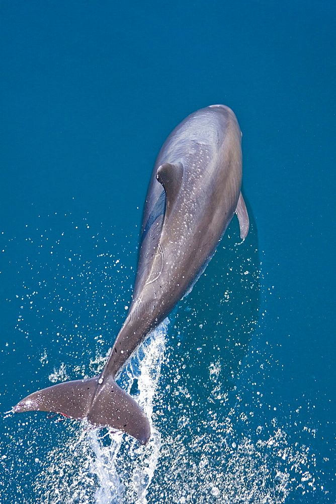 Offshore type bottlenose dolphins (Tursiops truncatus) surfacing in the midriff region of the Gulf of California (Sea of Cortez), Baja California Norte, Mexico.