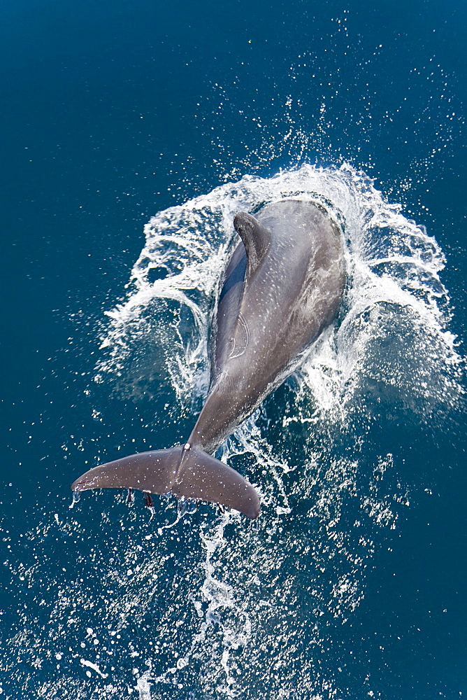 Offshore type bottlenose dolphin pod (Tursiops truncatus) surfacing in the midriff region of the Gulf of California (Sea of Cortez), Baja California Norte, Mexico.