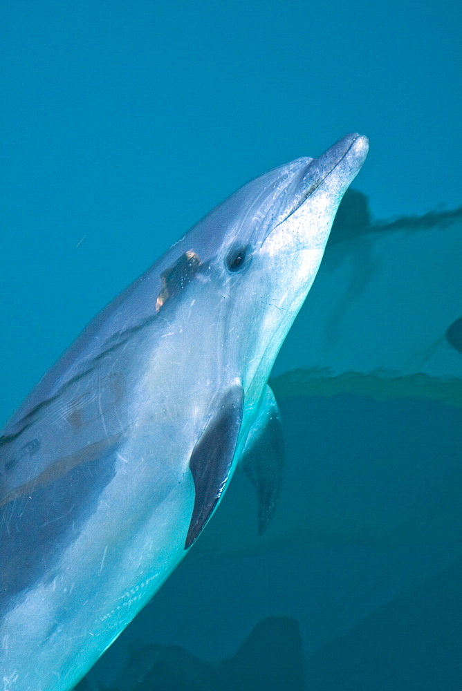 Offshore type bottlenose dolphins (Tursiops truncatus) surfacing in the midriff region of the Gulf of California (Sea of Cortez), Baja California Norte, Mexico.