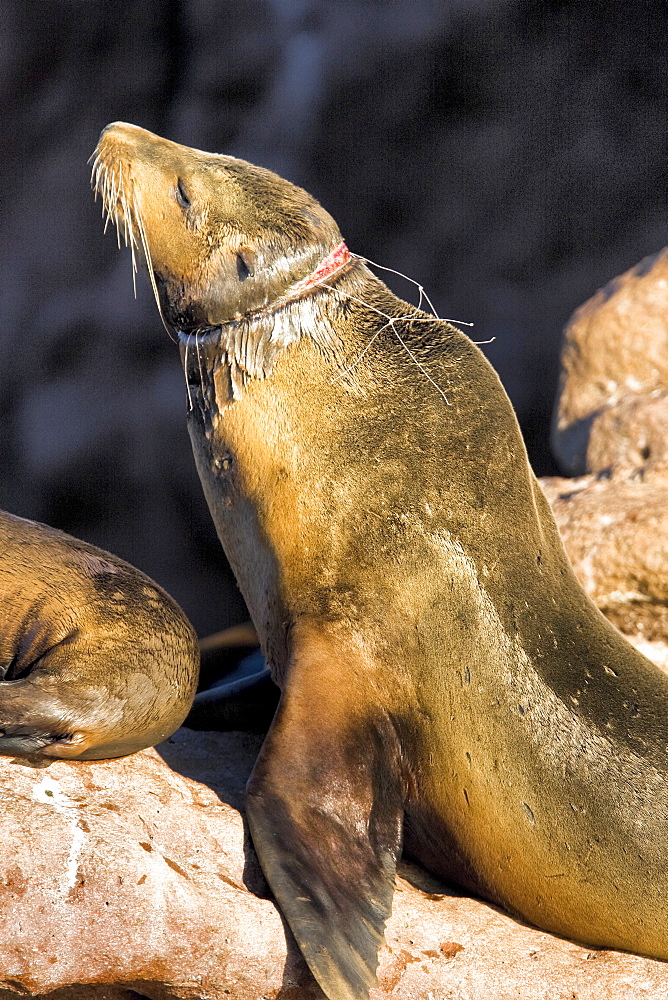 Adult female California sea lion (Zalophus californianus) at Los Islotes just outside of La Paz, Baja California Sur in the Gulf of California (Sea of Cortez), Mexico