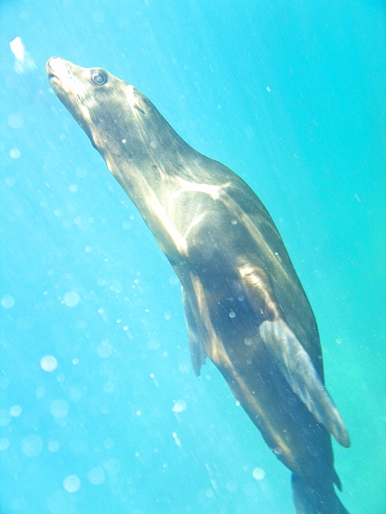 California Sea Lion (Zalophus californianus)  at Los Islotes (the islets) just outside of La Paz, Baja California Sur in the Gulf of California (Sea of Cortez), Mexico.