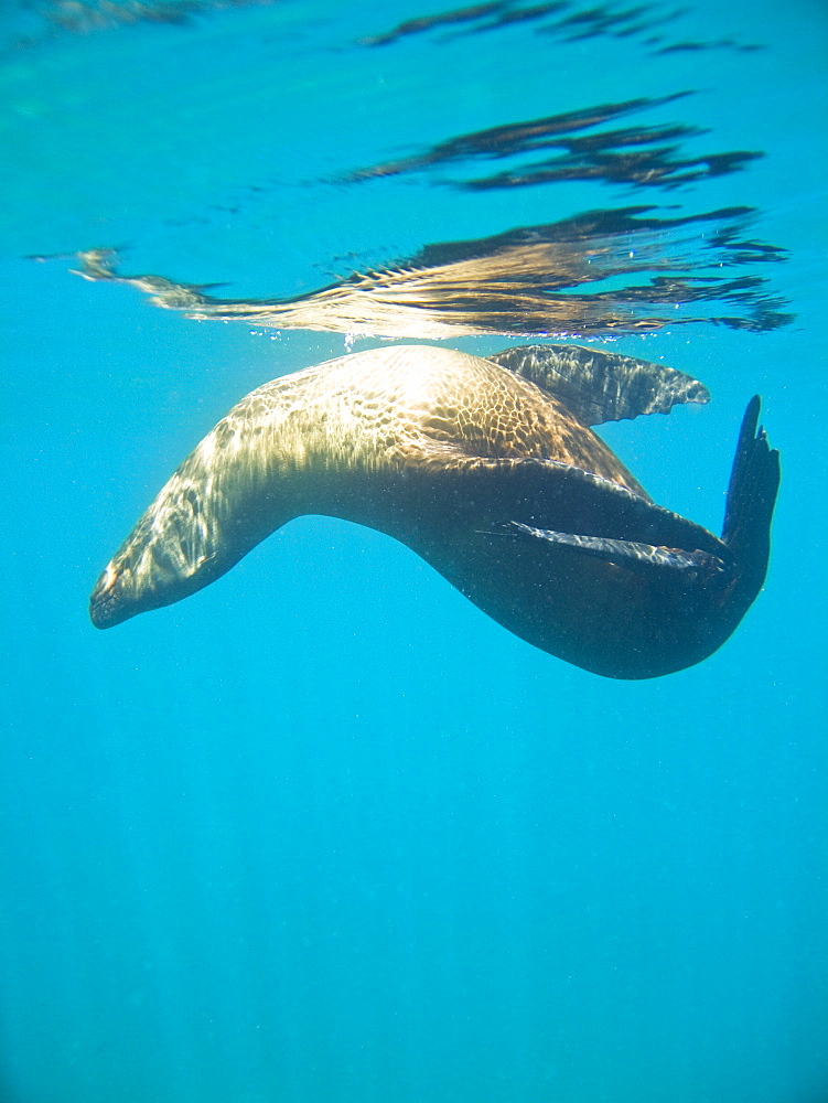 California Sea Lion (Zalophus californianus)  at Los Islotes (the islets) just outside of La Paz, Baja California Sur in the Gulf of California (Sea of Cortez), Mexico.