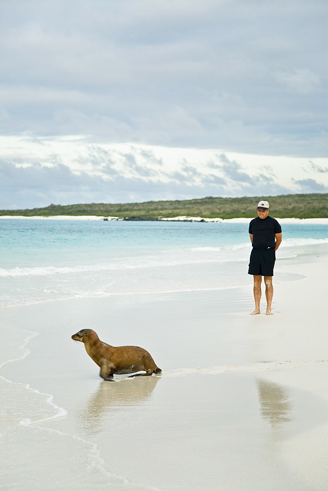 Galapagos sea lion (Zalophus wollebaeki) pup with beach comber in Gardner Bay on Espanola Island in the Galapagos Island roup, Ecuador. Pacific Ocean.