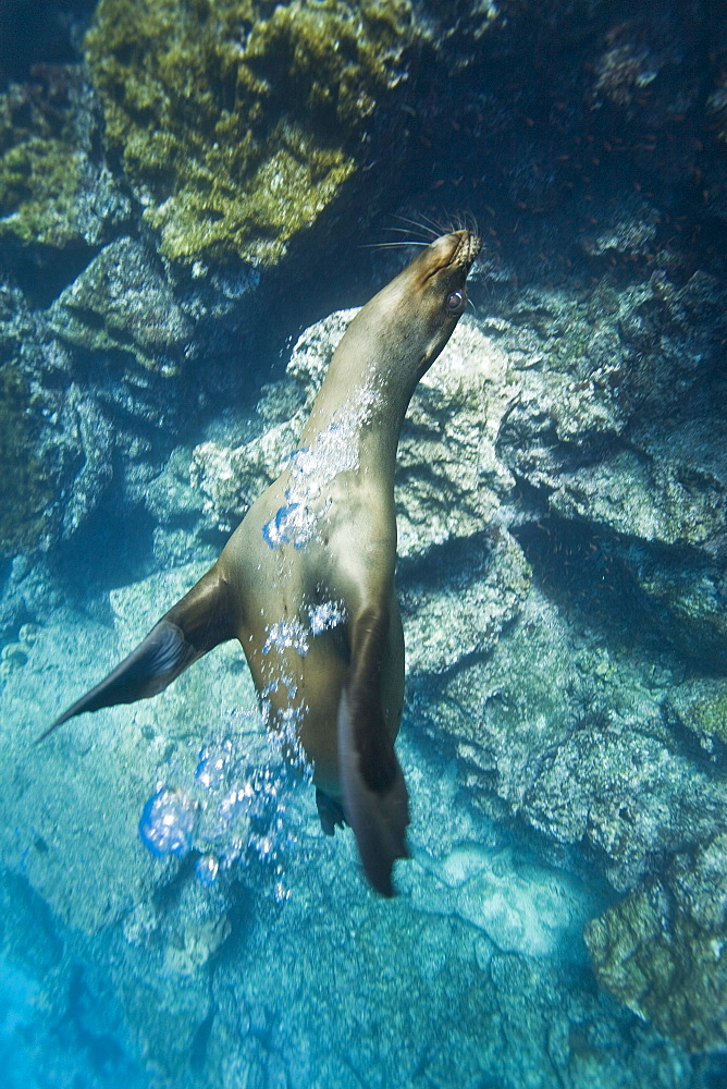 Galapagos sea lion (Zalophus wollebaeki) underwater at Champion Islet near Floreana Island in the Galapagos Island Archipeligo, Ecuador. Pacific Ocean