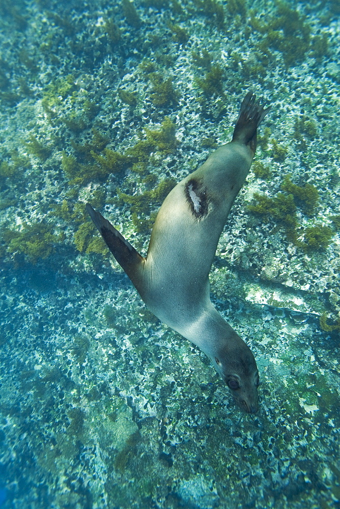 Galapagos sea lion (Zalophus wollebaeki) underwater at Champion Islet near Floreana Island in the Galapagos Island Archipeligo, Ecuador. Pacific Ocean