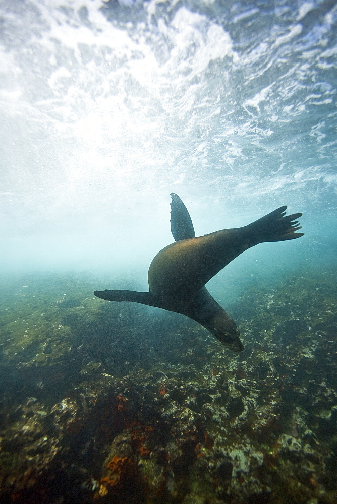 Galapagos sea lion (Zalophus wollebaeki) underwater at the Guy Fawkes Islets near Santa Cruz Island in the Galapagos Island Archipeligo, Ecuador. Pacific Ocean