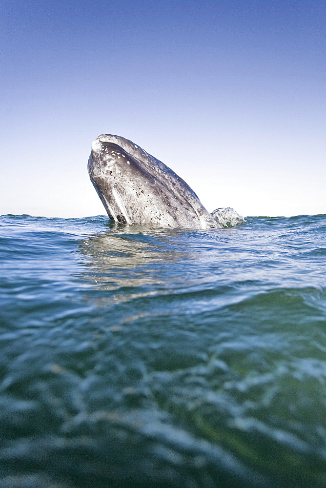 California Gray Whale (Eschrichtius robustus) calf spy-hopping in San Ignacio Lagoon on the Pacific side of the Baja Peninsula, Baja California Sur, Mexico