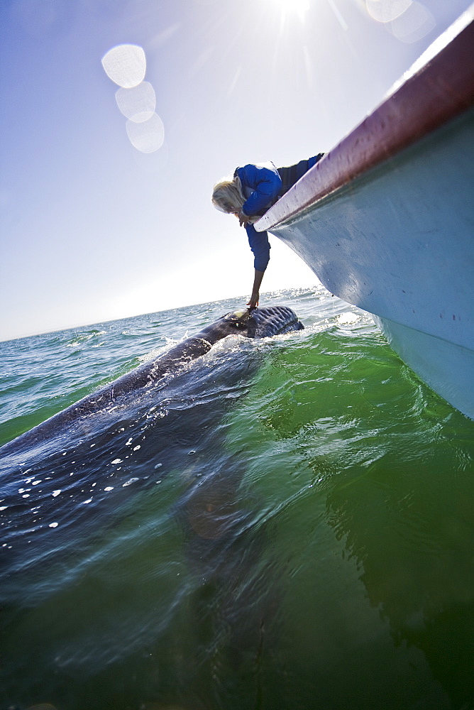 Excited whale watchers reach out to touch a California Gray Whale (Eschrichtius robustus) in San Ignacio Lagoon, Baja Peninsula, Baja California Sur, Mexico