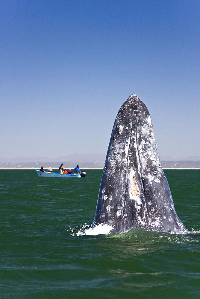 An adult California Gray Whale (Eschrichtius robustus) spy-hopping (note the eye above water) in San Ignacio Lagoon, Baja Peninsula, Baja California Sur, Mexico