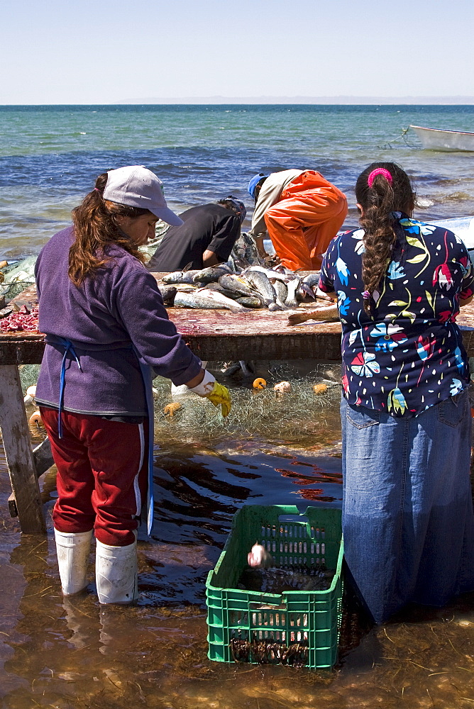 Three generations of Mexican fisherman work to pick, sort, and clean a huge catch from their gill net in San Ignacio Lagoon, Baja California Sur, Mexico