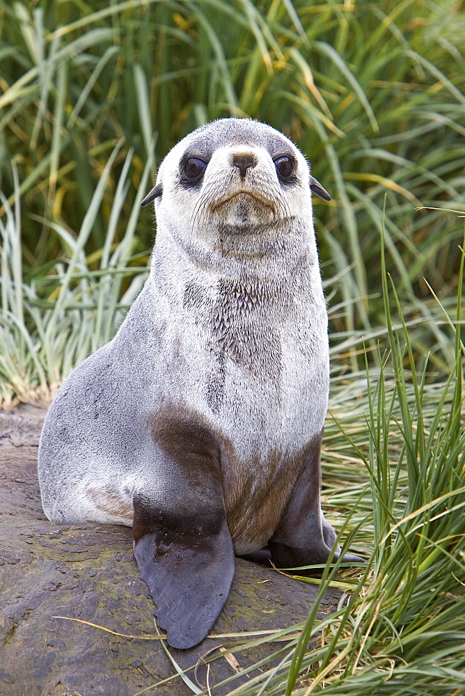 Antarctic Fur Seal (Arctocephalus gazella) pup on Prion Island in the Bay of Isles on the island of South Georgia, Southern Atlantic Ocean