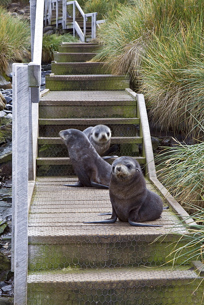 Antarctic Fur Seal (Arctocephalus gazella) pup on Prion Island in the Bay of Isles on the island of South Georgia, Southern Atlantic Ocean