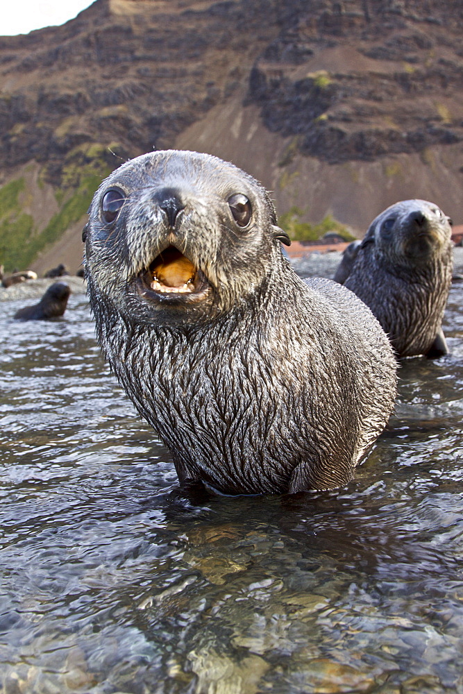 Antarctic Fur Seal (Arctocephalus gazella) pups at play at the abandoned Norwegian whaling station at Stromness on the island of South Georgia, Southern Atlantic Ocean