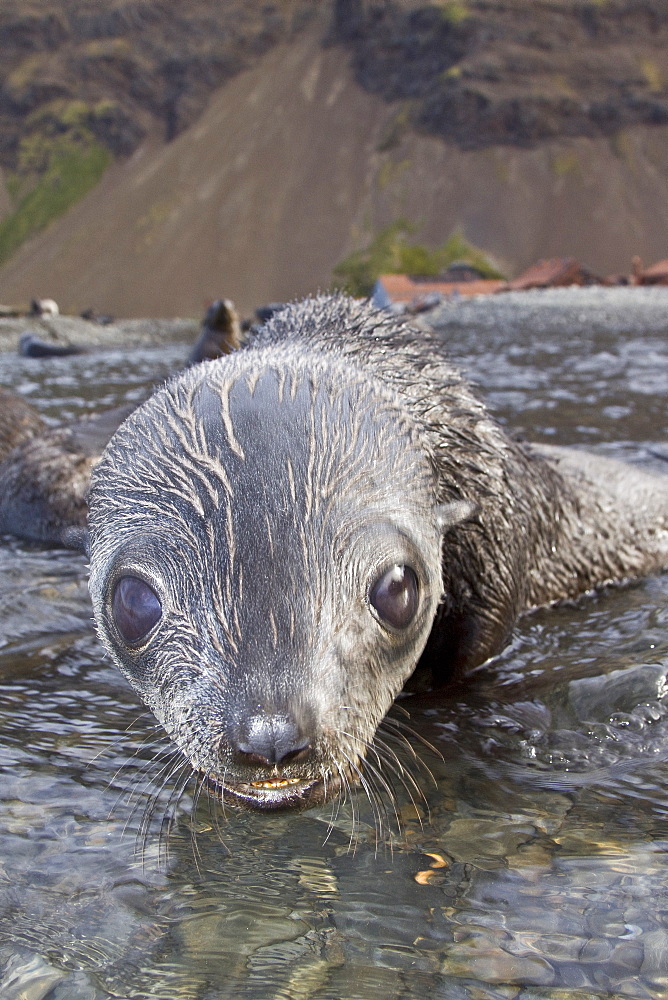 Antarctic Fur Seal (Arctocephalus gazella) pups at play at the abandoned Norwegian whaling station at Stromness on the island of South Georgia, Southern Atlantic Ocean