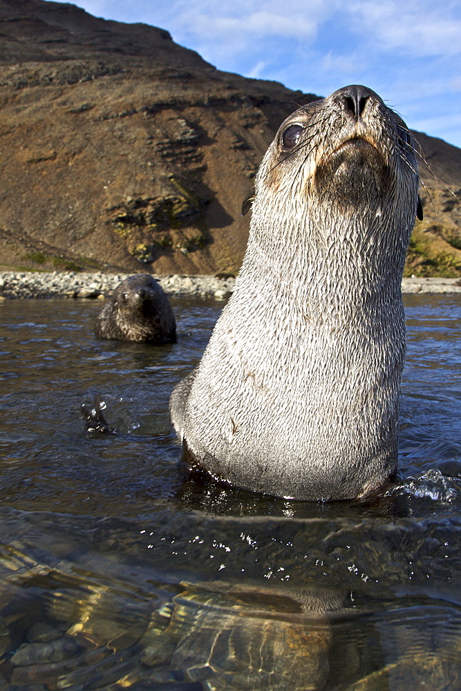 Antarctic Fur Seal (Arctocephalus gazella) pups at play at the abandoned Norwegian whaling station at Stromness on the island of South Georgia, Southern Atlantic Ocean