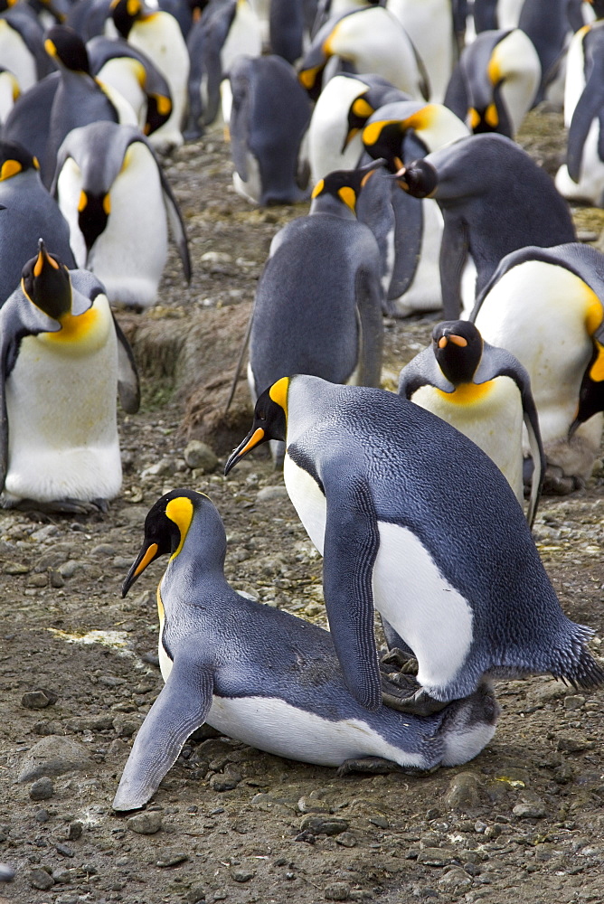 King Penguin (Aptenodytes patagonicus) breeding and nesting colonies on South Georgia Island, Southern Ocean. 