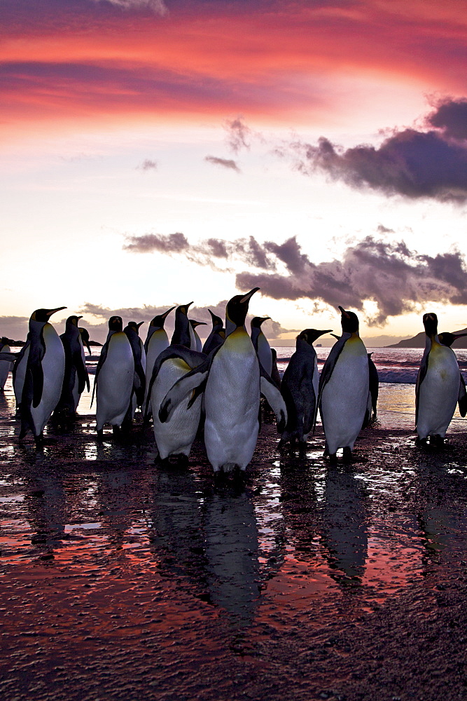 Sunrise on the king penguin (Aptenodytes patagonicus) breeding and nesting colonies at St. Andrews Bay on South Georgia Island, Southern Ocean. 