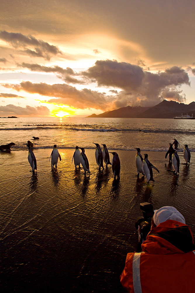 Sunrise on the king penguin (Aptenodytes patagonicus) breeding and nesting colonies at St. Andrews Bay on South Georgia Island, Southern Ocean. 