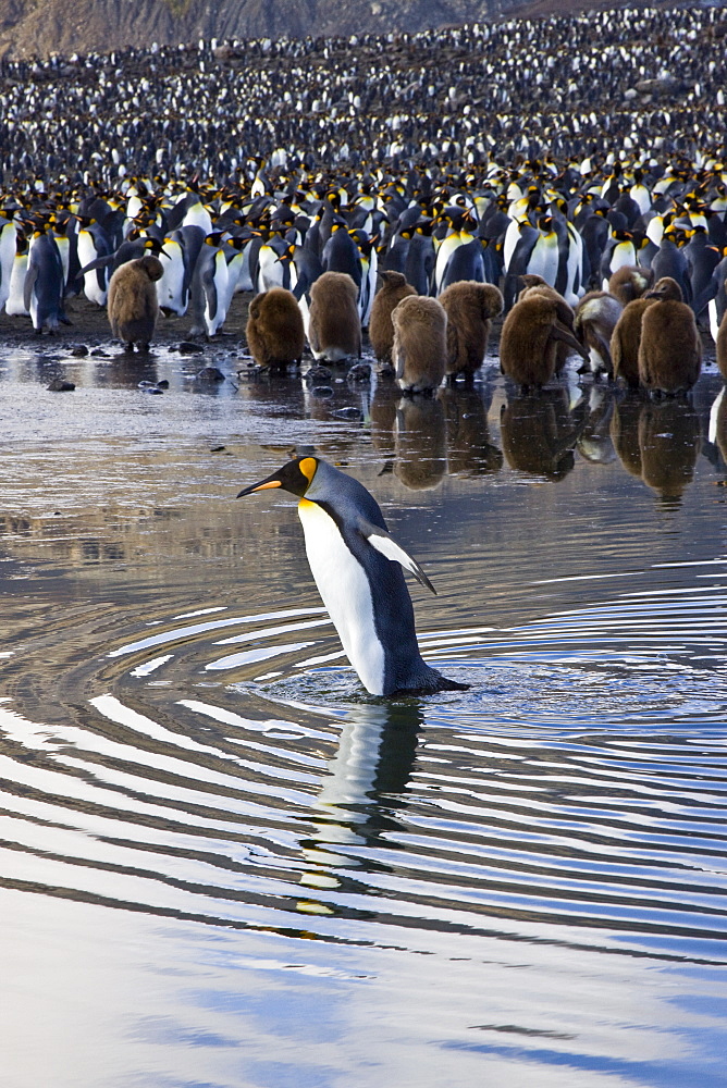 Reflected sunlight on king penguin (Aptenodytes patagonicus) breeding and nesting colonies on South Georgia Island, Southern Ocean. 