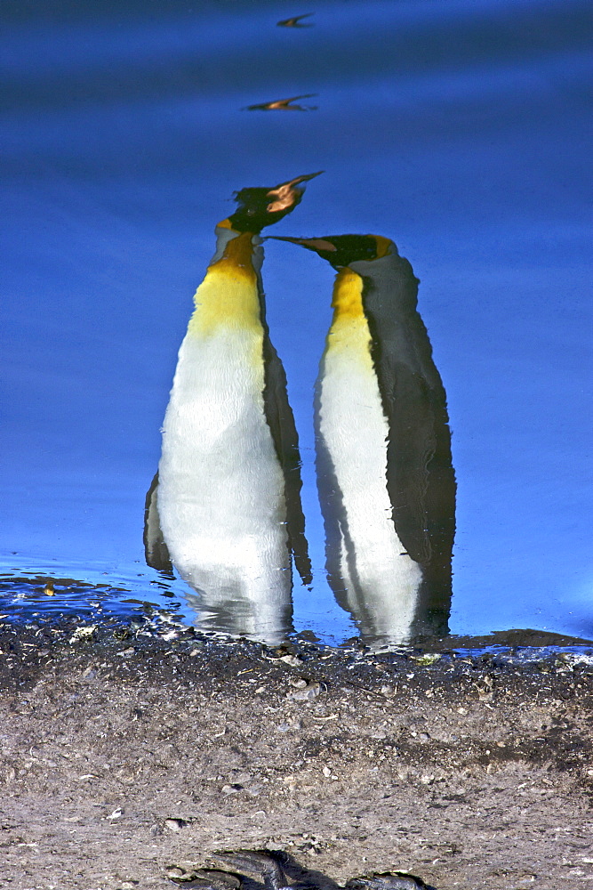 Reflected sunlight on king penguin (Aptenodytes patagonicus) breeding and nesting colonies on South Georgia Island, Southern Ocean. 