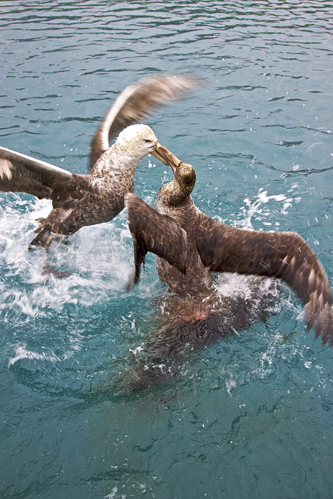 Southern Giant Petrel (Macronectes giganteus) and Northern Giant Petrel (Macronectes halli) tearing apart an Antarctic fur seal pup in the water at Grytviken on South Georgia, Southern Atlantic Ocean