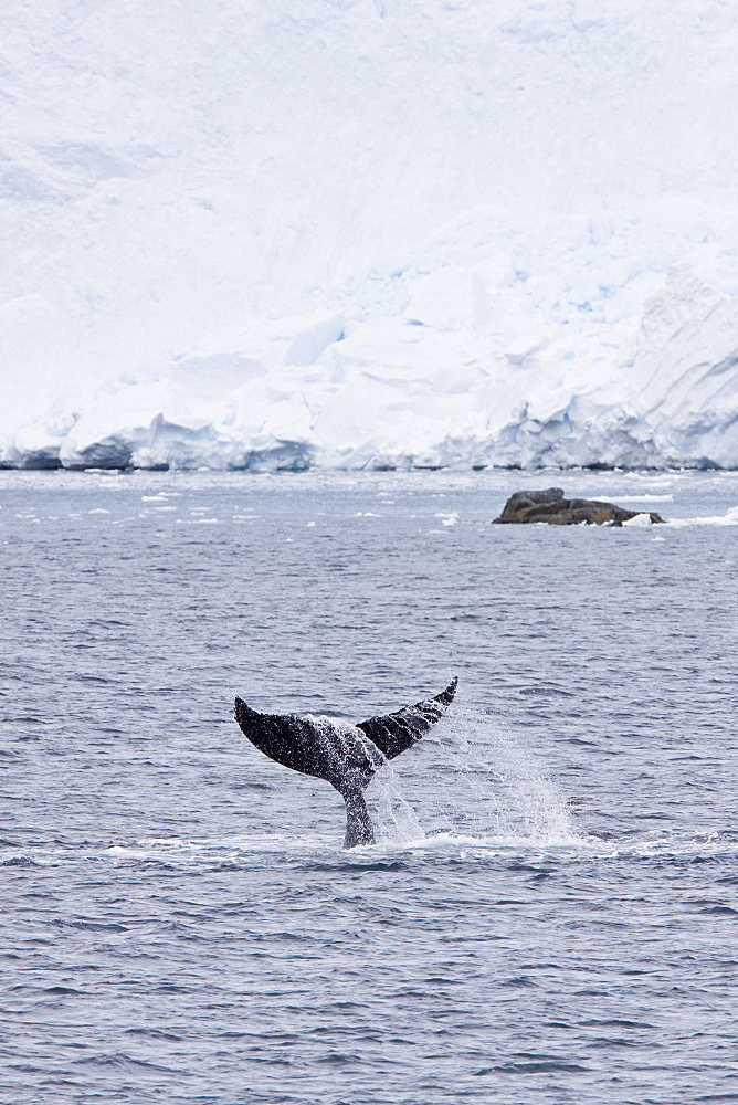 Humpback whale (Megaptera novaeangliae) surfacing near the Antarctic Peninsula