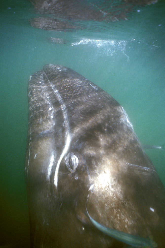 California Gray Whale (Eschrichtius robustus) calf underwater in San Ignacio Lagoon, Baja, Mexico.