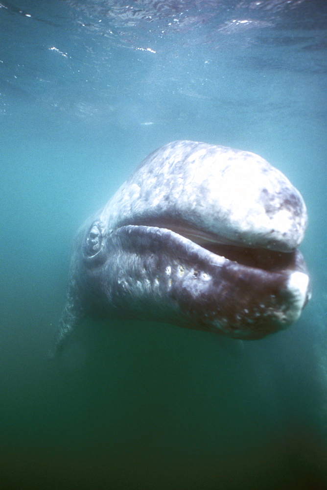 Curious California Gray Whale (Eschrichtius robustus) calf underwater in San Ignacio Lagoon, BCS, Mexico. 