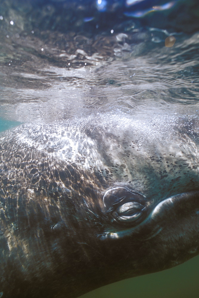 Curious California Gray Whale (Eschrichtius robustus) calf approaches boat (eye detail) in the calm waters of San Ignacio Lagoon, Baja, Mexico.