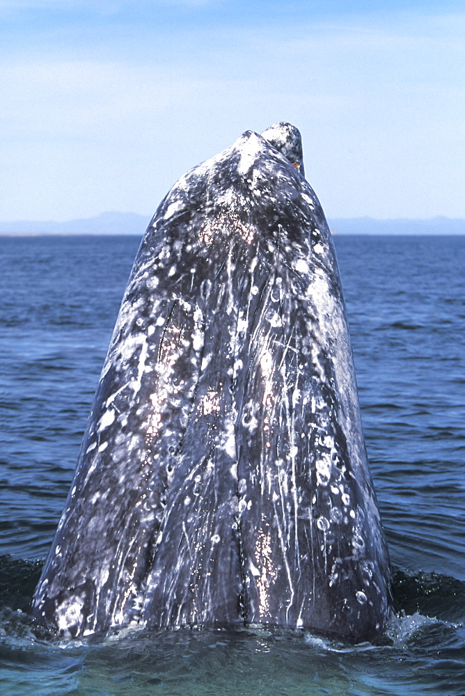 Adult California Gray Whale (Eschrichtius robustus) spy-hopping in the calm waters of San Ignacio Lagoon, Baja, Mexico.