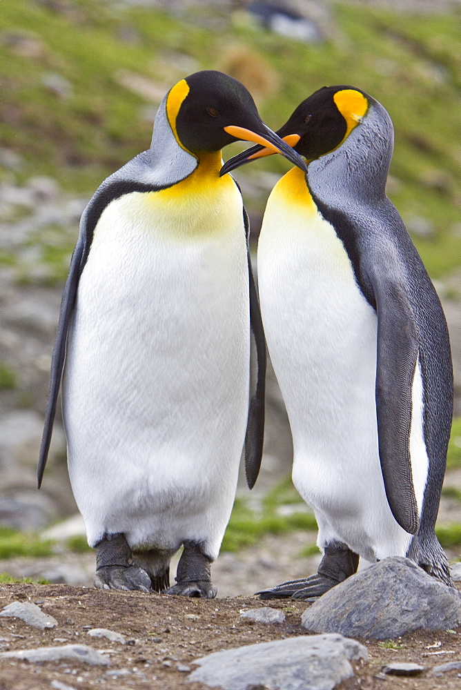 King Penguin (Aptenodytes patagonicus) breeding and nesting colonies on South Georgia Island, Southern Ocean. 