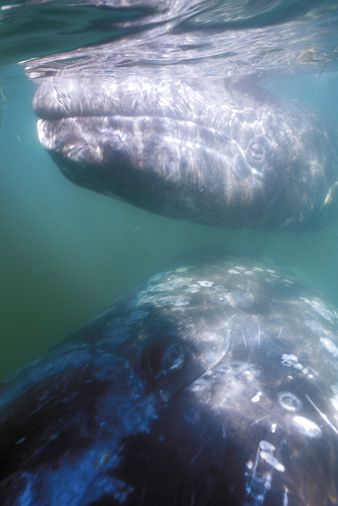 Curious California Gray Whale (Eschrichtius robustus) mother and calf approach boat in the calm waters of San Ignacio Lagoon, Baja, Mexico.
(Restricted Resoluion - pls contact us)