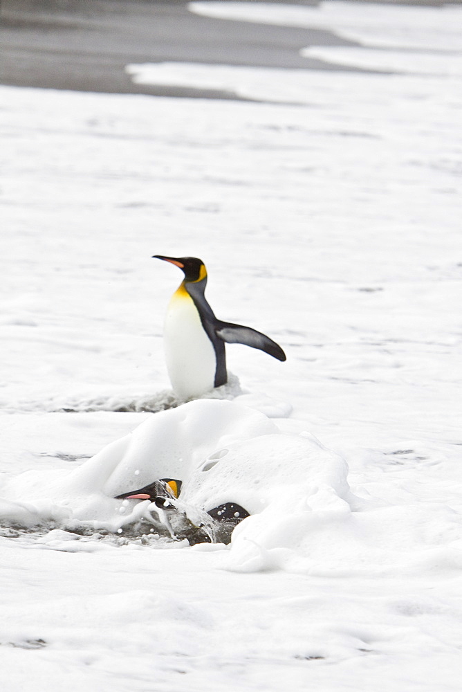 King Penguin (Aptenodytes patagonicus) breeding and nesting colonies on South Georgia Island, Southern Ocean.