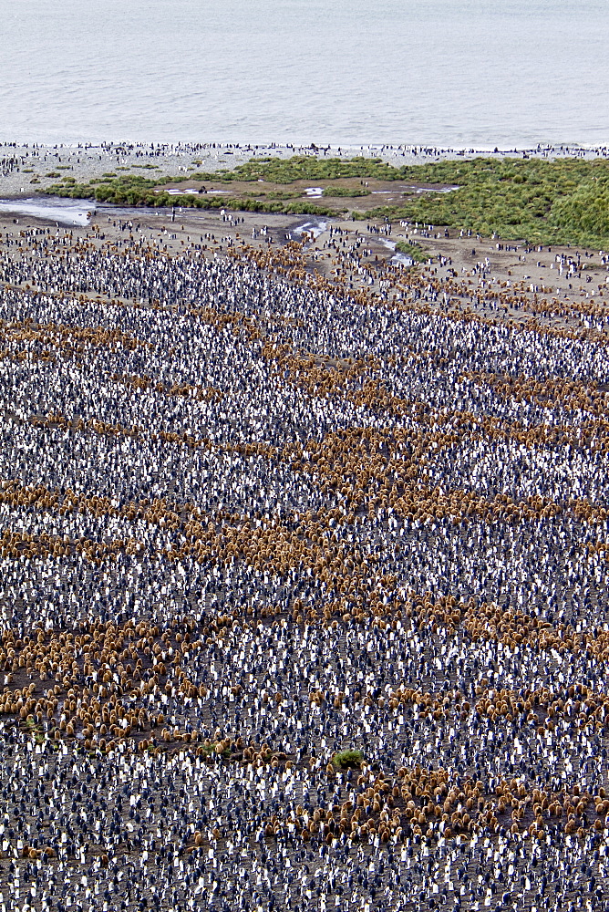 King Penguin (Aptenodytes patagonicus) breeding and nesting colonies on South Georgia Island, Southern Ocean. 